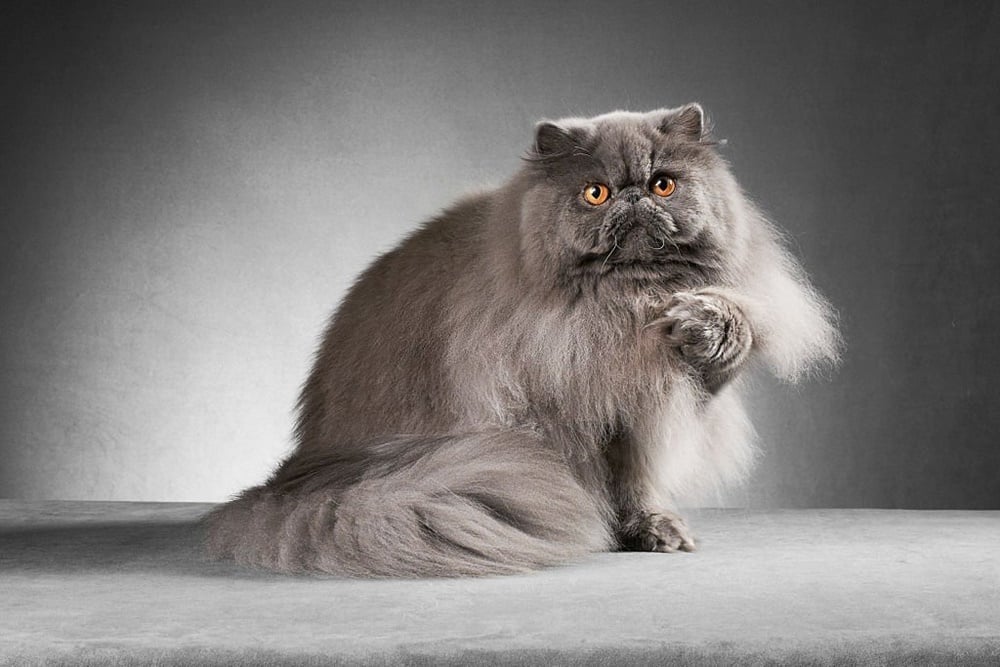 Keindahan Bulu Panjang Kucing Persia