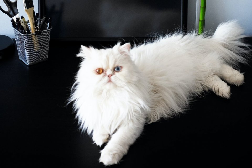 kucing persia putih