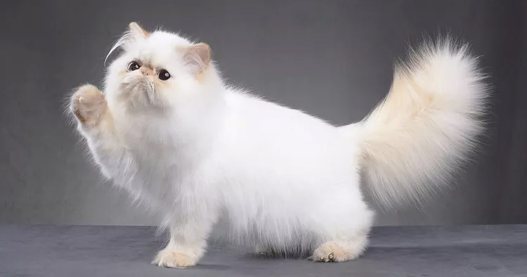 potret kucing persia