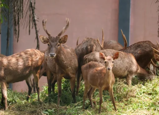 Rusa Bawean