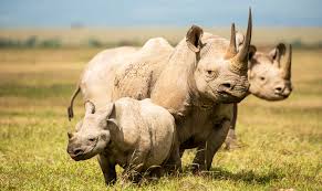 Protected Animals
