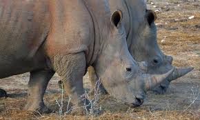 Protected Animals