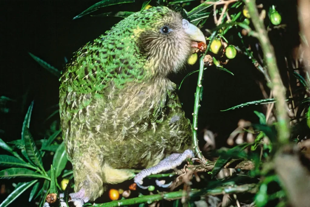 Predator-free sanctuary island providing safe haven for Kakapo