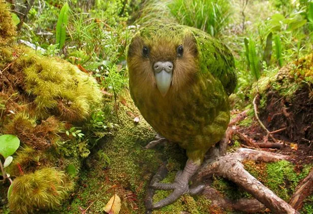 Conservationist feeding a young Kakapo chick during a recovery program