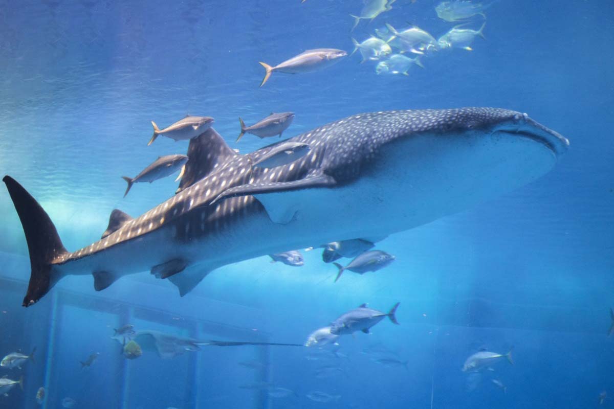 Sejarah dan Konsep Okinawa Churaumi Aquarium