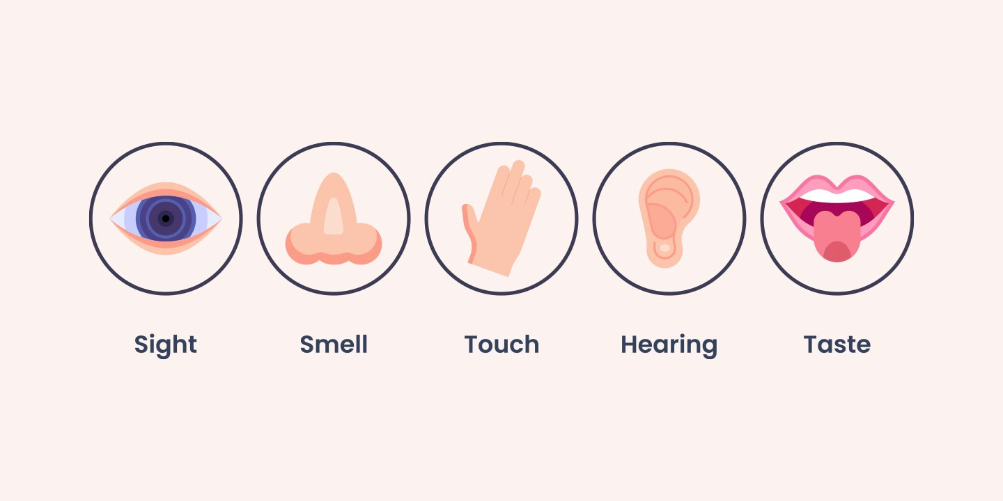 Sensory Organs