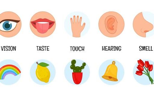Sensory Organs