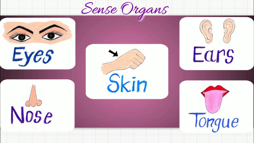 Sensory Organs
