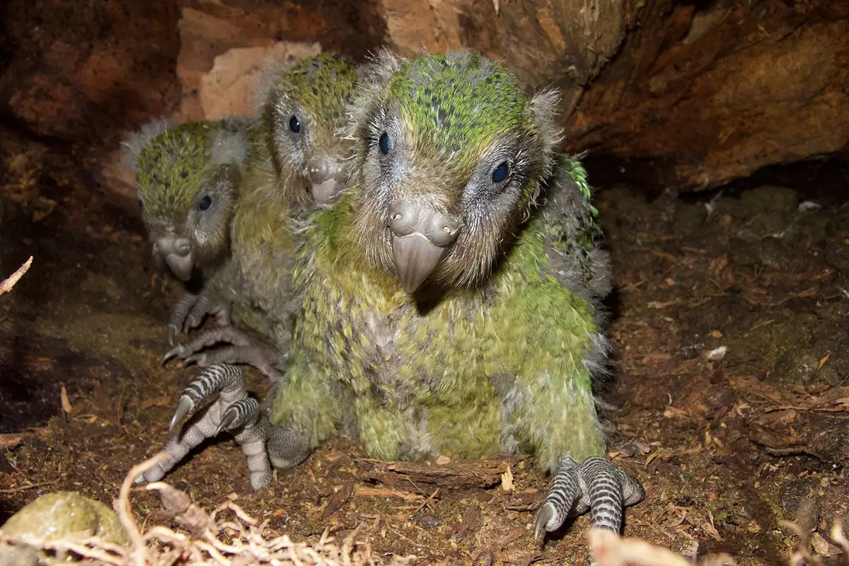 Kakapo waddling across the forest floor at night