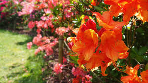 Rhododendron Jepang: Perpaduan Estetika dan Budaya dalam Taman Tradisional Jepang