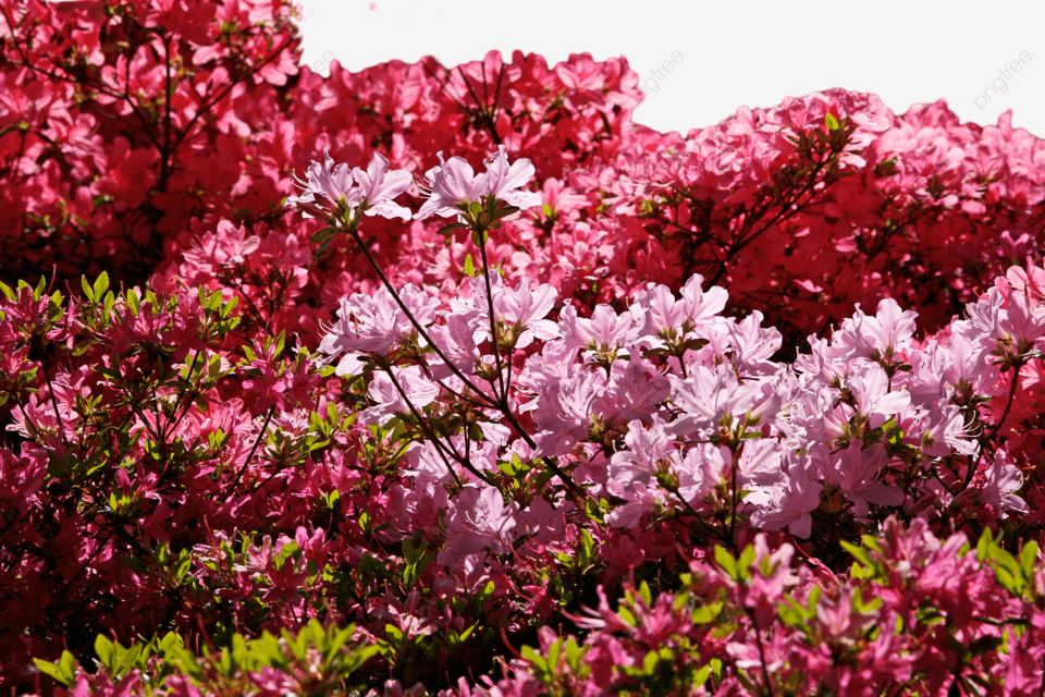 Sejarah dan Asal Usul Rhododendron Jepang