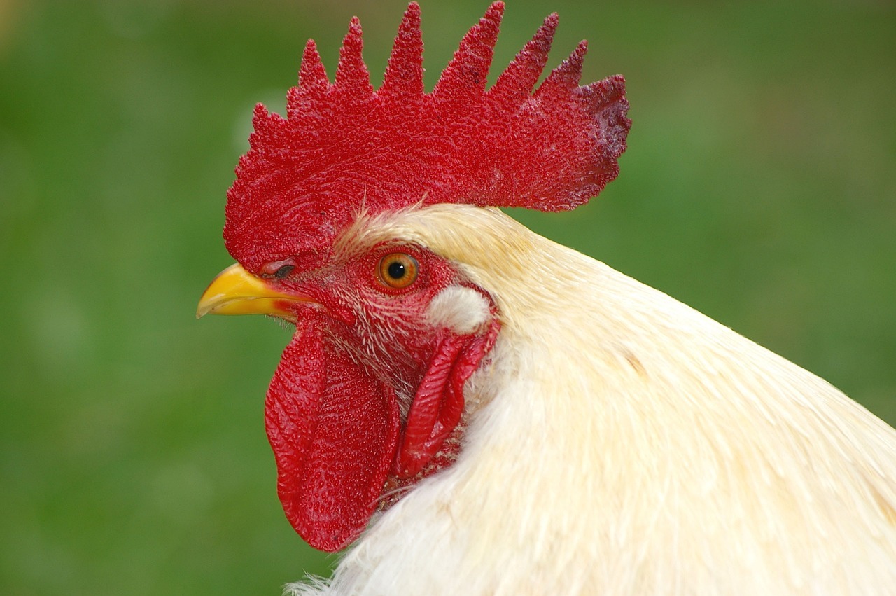Gallus gallus domesticus: and Its Role in Shaping Global Food Culture