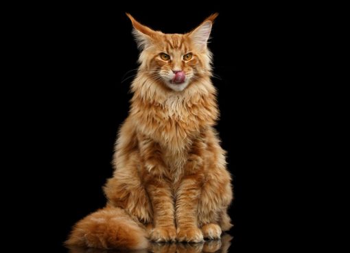 Maine Coon
