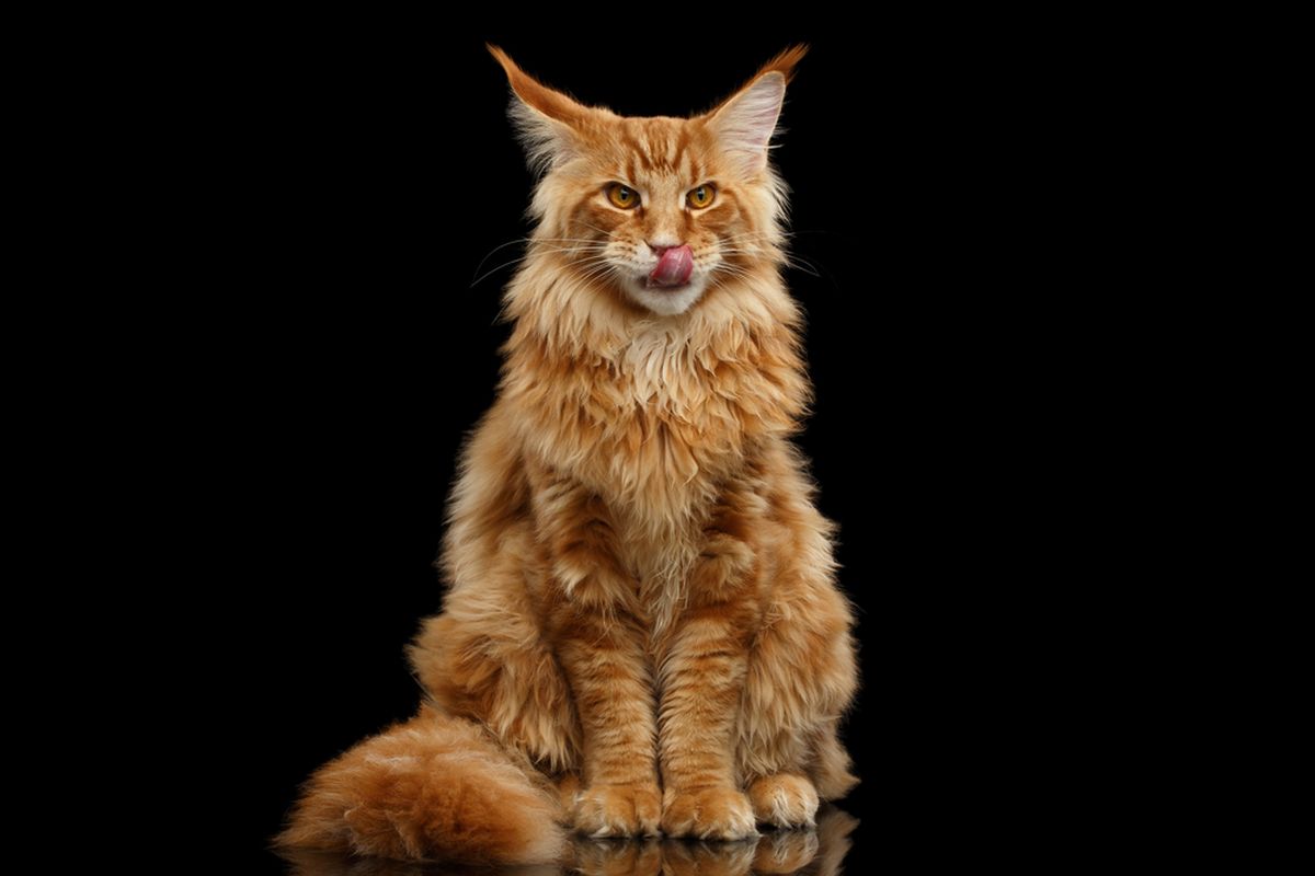Maine Coon: Kucing Raksasa yang Lembut dan Penuh Pesona, Cerita & Tips Merawatnya