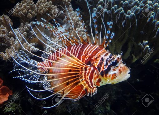 Lionfish