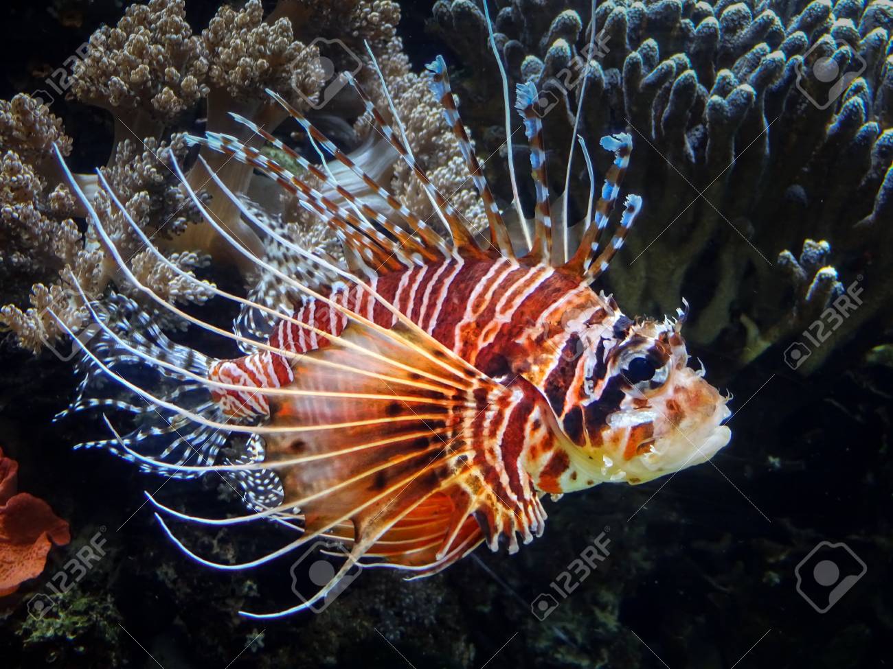Lionfish: Cantik Tapi Berbahaya, Pengalaman dan Pelajaran dari Dunia Bawah Laut