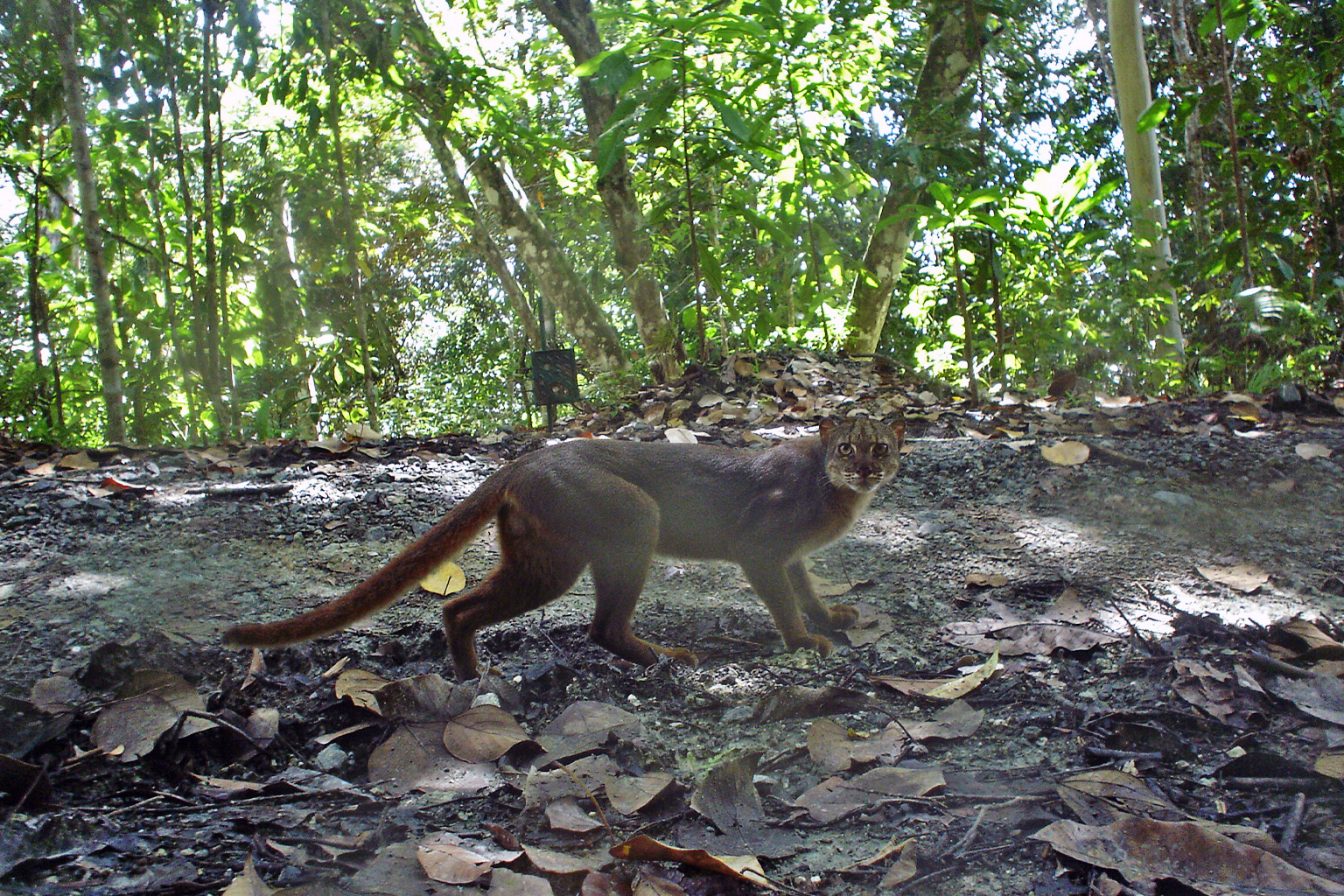 Kucing Merah Kalimantan