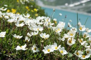 Menelusuri Habitat Dryas octopetala Si Penyintas Zaman Es