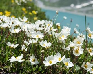 Menelusuri Habitat Dryas octopetala Si Penyintas Zaman Es