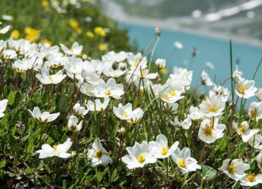 Menelusuri Habitat Dryas octopetala Si Penyintas Zaman Es