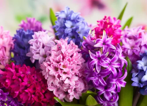 Pesona Bunga Yakut: Rahasia Keindahan Simbol Kemurnian