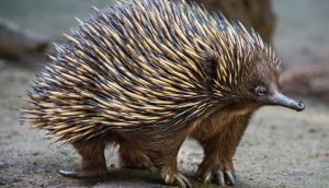 Echidna, Hewan Mungil yang Diam-Diam Berbahaya