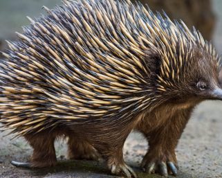 Echidna, Hewan Mungil yang Diam-Diam Berbahaya