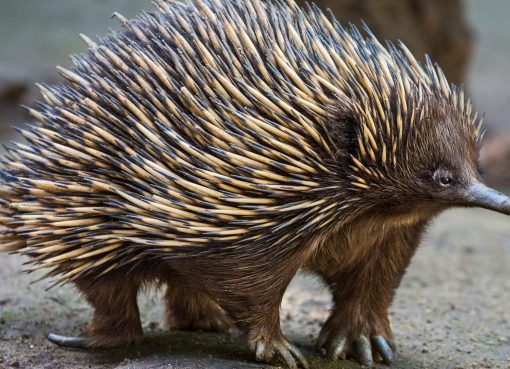 Echidna, Hewan Mungil yang Diam-Diam Berbahaya