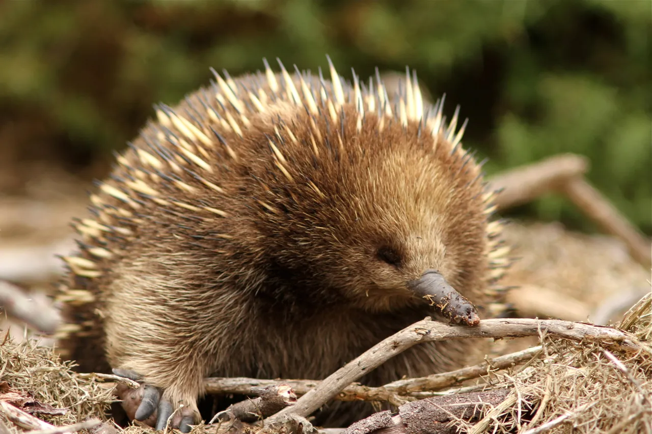 Echidna Hewan Purba dengan Kemampuan Bertahan Tinggi