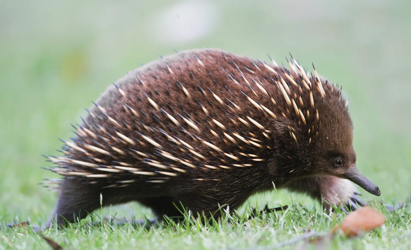 Fakta Unik Echidna yang Jarang Diketahui