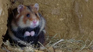 Hamster Gurun dan Cara Bertahan di Alam Ganas