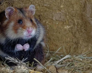 Hamster Gurun dan Cara Bertahan di Alam Ganas