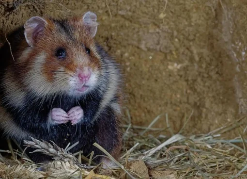 Hamster gurun