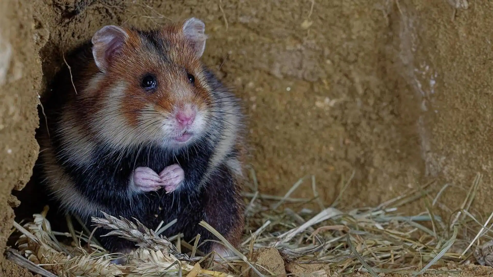 Hamster gurun