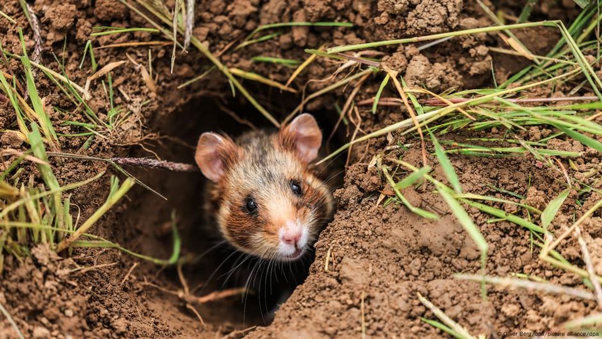 Tubuh Kecil Hamster gurun dengan Sistem Bertahan yang Efisien