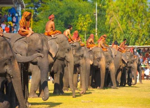 Festival Gajah Surin