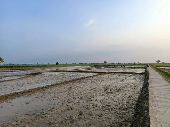 Sawah Mengering di Subang