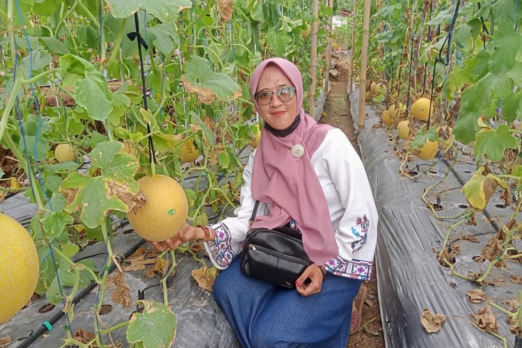 Wisata Petik Melon Premium