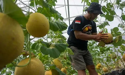 Wisata Petik Melon Premium