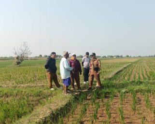 Sawah Mengering di Subang, Kisah Pilu Petani Menghadapi Ancaman Musim Kering Panjang