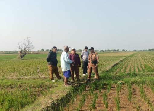 Sawah Mengering di Subang