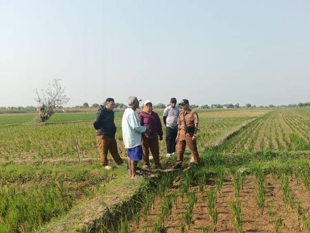 Sawah Mengering di Subang