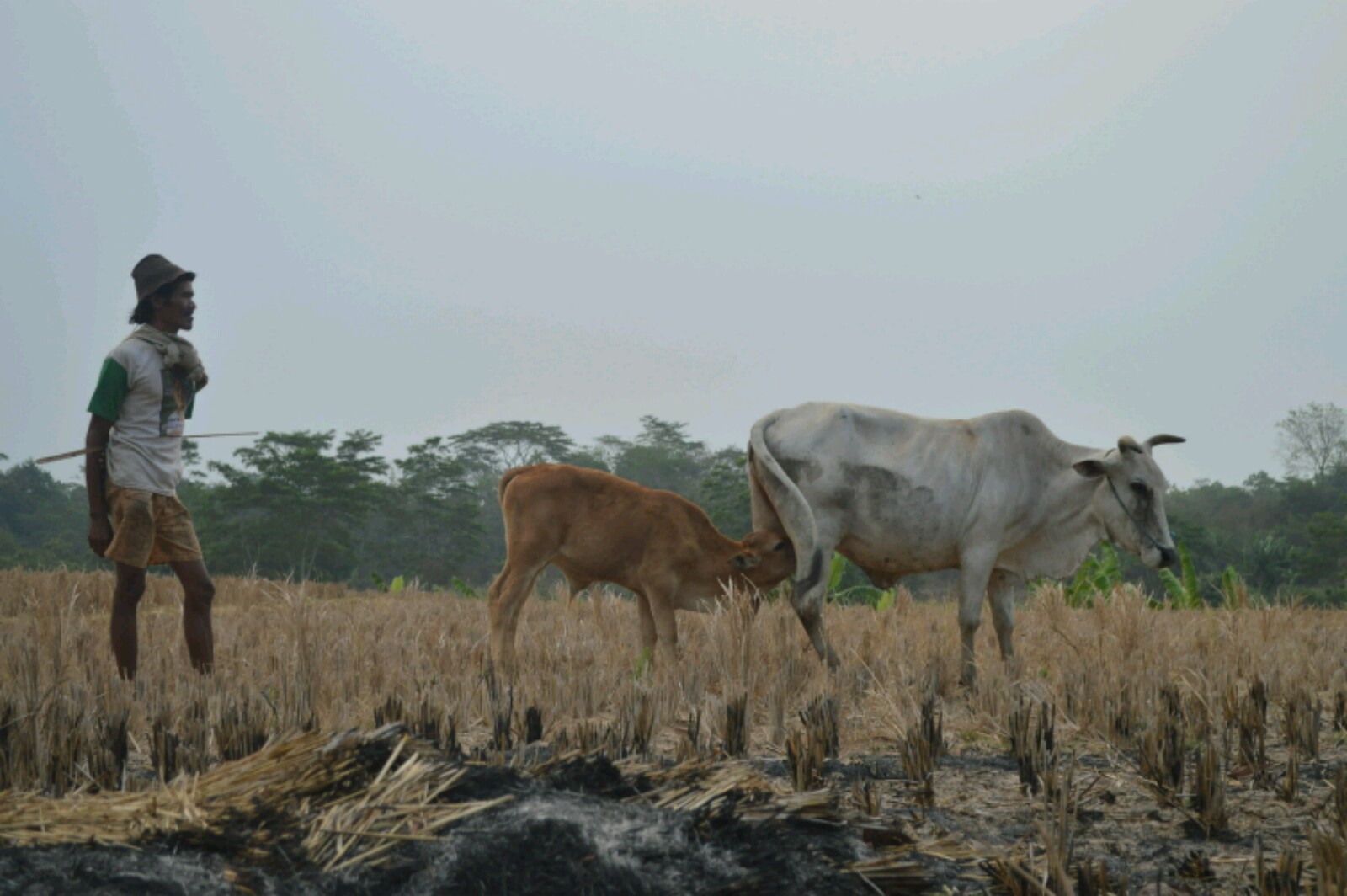 Sawah Mengering di Subang