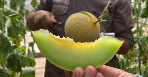 Wisata Petik Melon Premium, Pengalaman Seru Menikmati Manisnya Buah Langsung dari Kebun