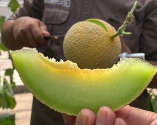 Wisata Petik Melon Premium, Pengalaman Seru Menikmati Manisnya Buah Langsung dari Kebun
