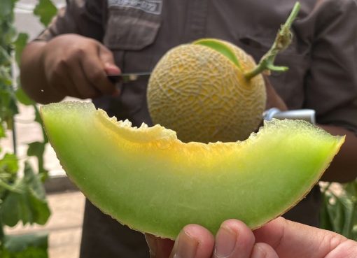Wisata Petik Melon Premium, Pengalaman Seru Menikmati Manisnya Buah Langsung dari Kebun