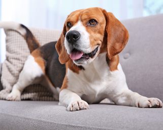 Anjing Beagle: Cara Merawat dan Memahami Sifatnya