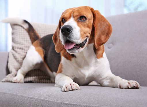 Anjing Beagle: Cara Merawat dan Memahami Sifatnya