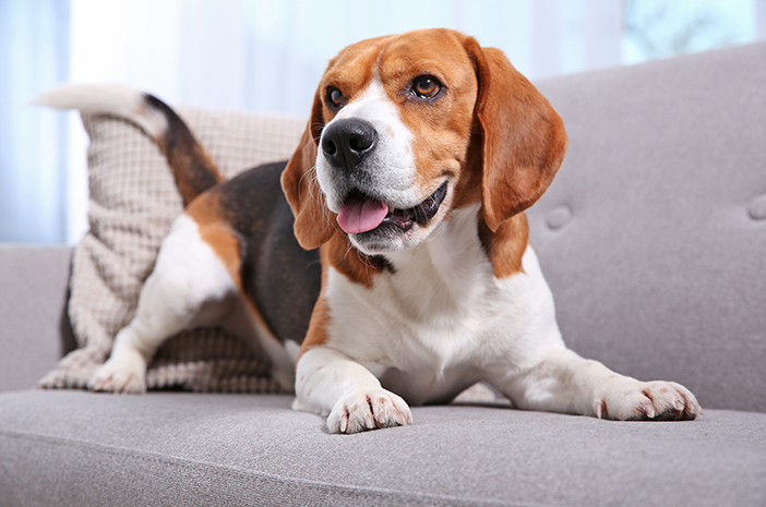 Anjing Beagle