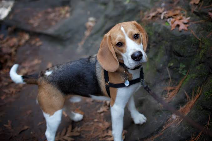 Melatih Beagle Agar Tidak Sulit Dikendalikan